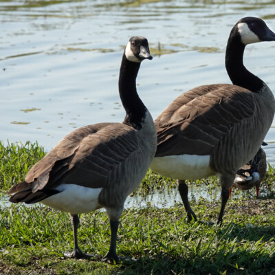 Canada Geese, Tualatin River NWR, Fall 2022