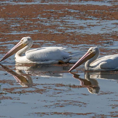 White Pelicans, Tualatin River NWR, Fall 2022