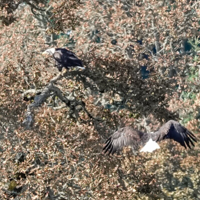 Eagles, Tualatin River NWR, Fall 2022