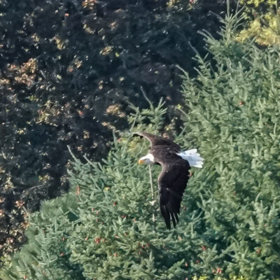 Eagle, Tualatin River NWR, Fall 2022