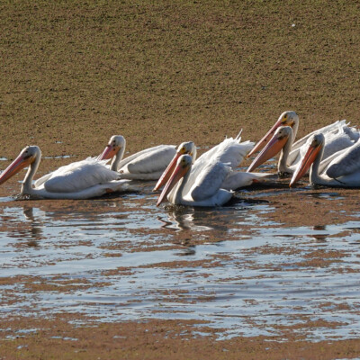 White Pelicans, Tualatin River NWR, Fall 2022