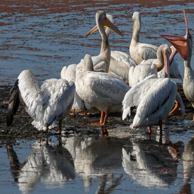 White Pelicans, Tualatin River NWR, Fall 2022