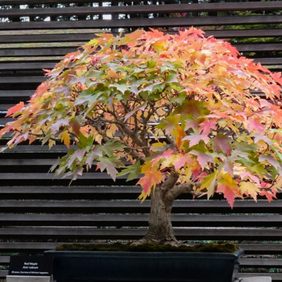 Bonsai, Portland Japanese Garden, Spring 2022
