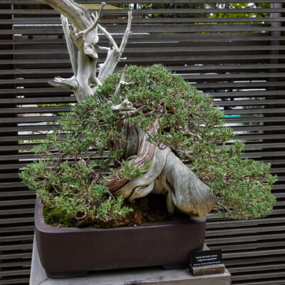 I am amazed every time I see this Juniper and think of the generations of care that brought it to this moment.