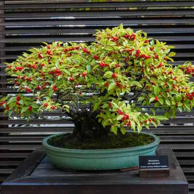 Bonsai, Portland Japanese Garden, Fall Colors 2022