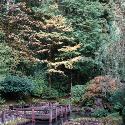Portland Japanese Garden, Fall Colors 2022