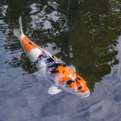 Koi, Portland Japanese Garden, Fall Colors 2022