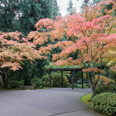 Portland Japanese Garden, Fall Colors 2022
