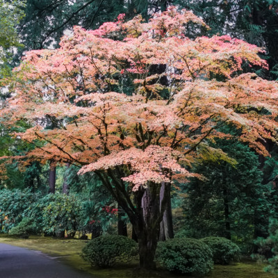 Portland Japanese Garden, Fall Colors 2022
