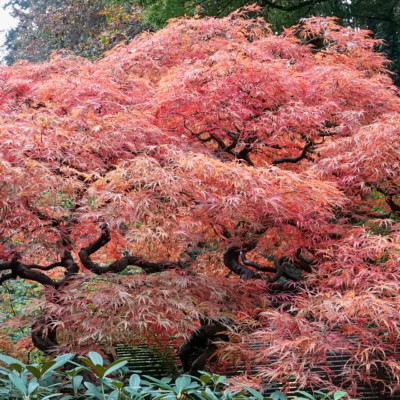 Portland Japanese Garden, Fall Colors, 2022