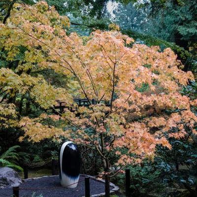 Portland Japanese Garden, Fall Colors 2022