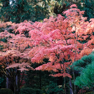 Portland Japanese Garden, Fall Colors, 2022