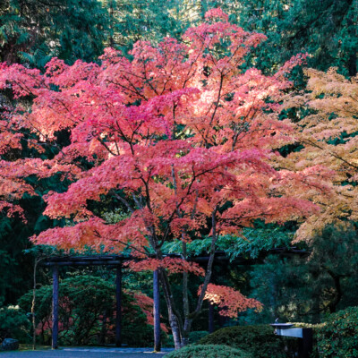 Portland Japanese Garden, Fall Colors, 2022