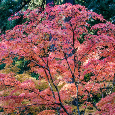 Portland Japanese Garden, Fall Colors, 2022