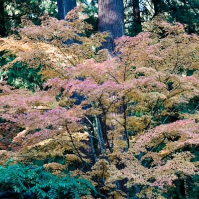 Portland Japanese Garden, Fall Colors, 2022