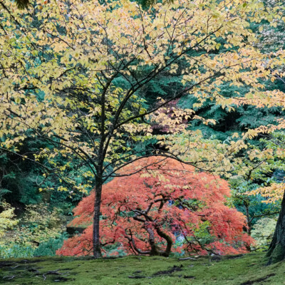 Portland Japanese Garden, Fall Colors, 2022