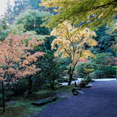 Portland Japanese Garden, Fall Colors, 2022