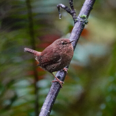 Pacific Wren, Tualatin Hills Nature Park, Winter 2022