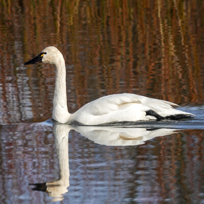 Tundra Swan, Fernhill Wetlands, Winter 2022-23