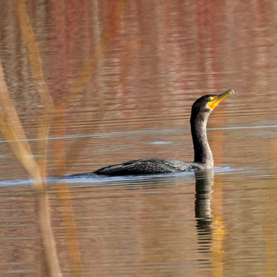 Cormorant, Fernhill Wetlands, Winter 2022-23