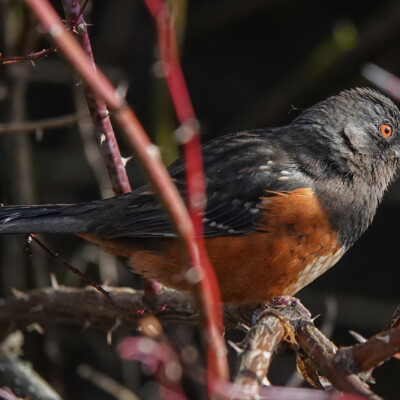 Spotted Towhee, Fernhill Wetlands, Winter 2023 Spotted Towhee