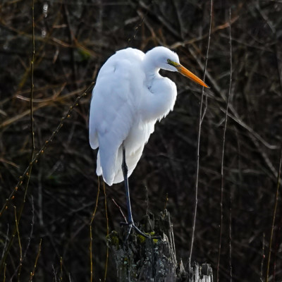 Egret, Fernhill Wetlands, Winter 2022-23