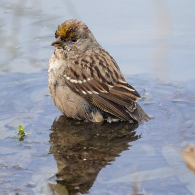 Golden Crowned Sparrow, Fernhill Wetlands, Winter 2023 A bathing Golden Crowned Sparrow