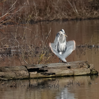 Heron sunning its wings, Fernhill Wetlands, Winter 2022-23