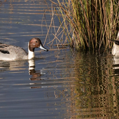 Northern Pintail, Fernhill Wetlands, Winter 2023 Northern Pintails