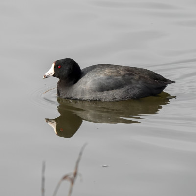 American Coot, Fernhill Wetlands, WInter 2023 American Coot