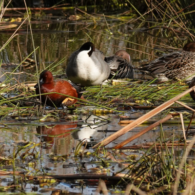 Cinnamon Teal with other ducks, Fernhill Wetlands, Winter 2022-23
