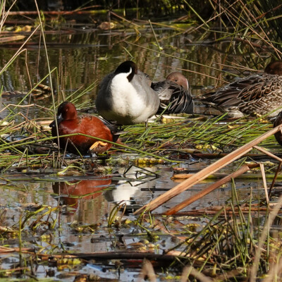 Cinnamon Teal with other ducks, Fernhill Wetlands, Winter 2022-23