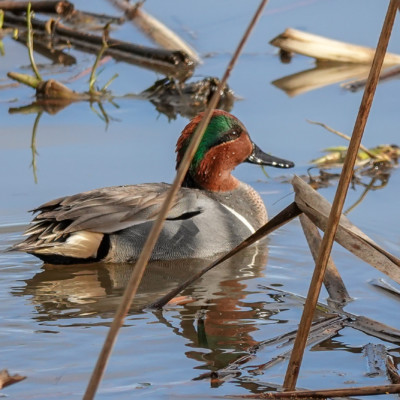 Green-winged Teal, Fernhill Wetlands, Winter 2023 Green Winged Teal