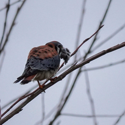 Kestrel, Vancouver Lake Lowlands, Winter 2022