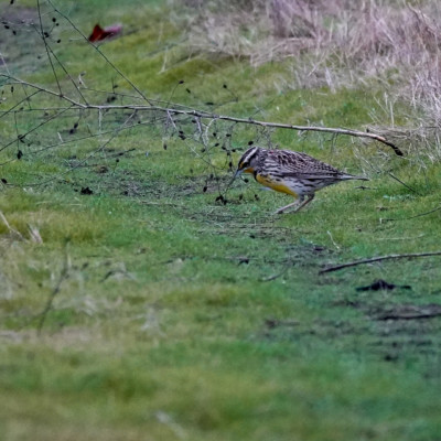 Meadowlark, Vancouver Lake Lowlands, Winter 2022