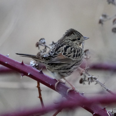 Sparrow (Savannah?), Vancouver Lake Lowlands, Winter 2022