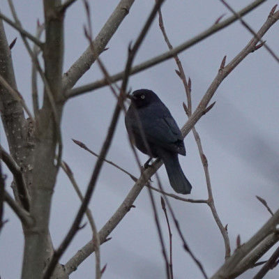 Brewer's Blackbird, Vancouver Lake Lowlands, WInter 2022