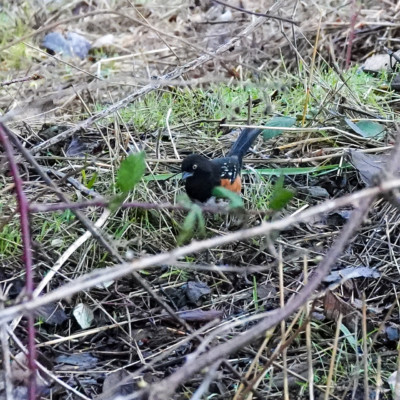Towhee, Vancouver Lake Lowlands, Winter 2022