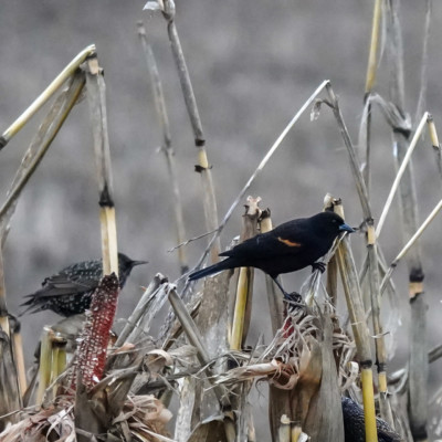 Blackbird, Vancouver Lake Lowlands, Winter 2022