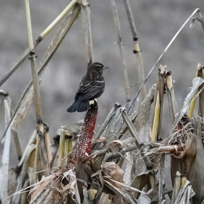 Female/Immature Redwing Blackbird, Vancouver Lake Lowlands, Winter 2022