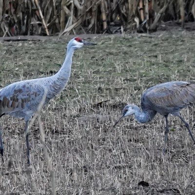 Sandhill Cranes, Vancouver Lake Lowlands, Winter 2022