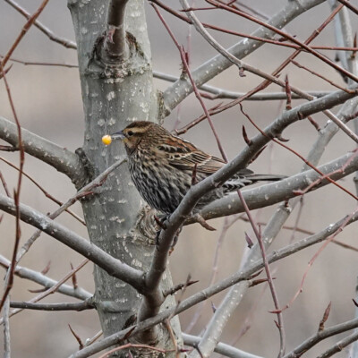 Sparrow, Vancouver Lake Lowlands, Winter 2022