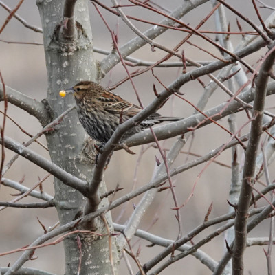 Sparrow, Vancouver Lake Lowlands, Winter 2022