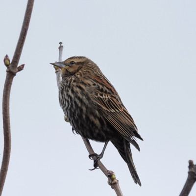 Sparrow, Vancouver Lake Lowlands, Winter 2022