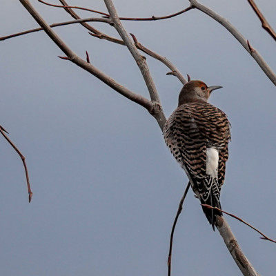 Flicker, Vancouver Lake Lowlands, Winter 2022