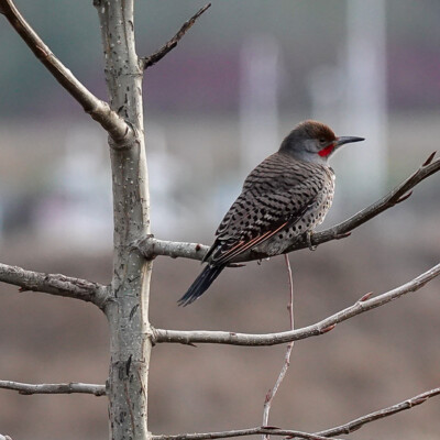 Flicker, Vancouver Lake Lowlands, Winter 2022