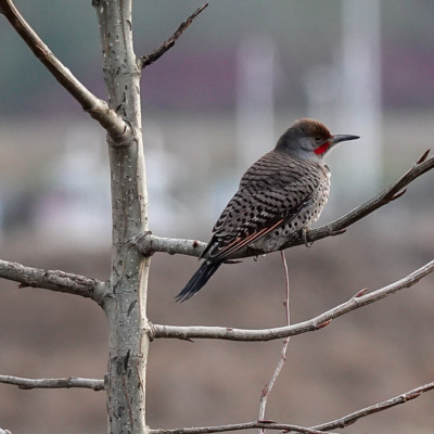 Flicker, Vancouver Lake Lowlands, Winter 2022