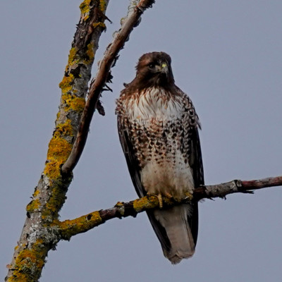Hawk, Vancouver Lake Lowlands, Winter 2022