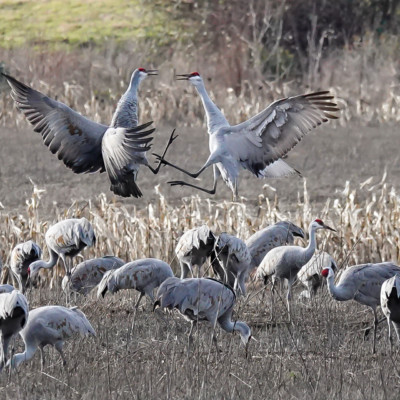 Sandhill Cranes, Vancouver Lake Lowlands, Winter 2022
