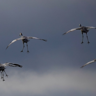Sandhill Cranes, Vancouver Lake Lowlands, Winter 2022